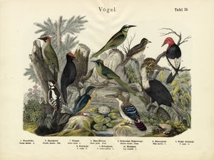 Aves, c.1860 de German School